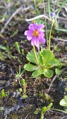 Primula cuneifolia