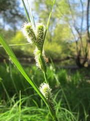 Carex acutiformis