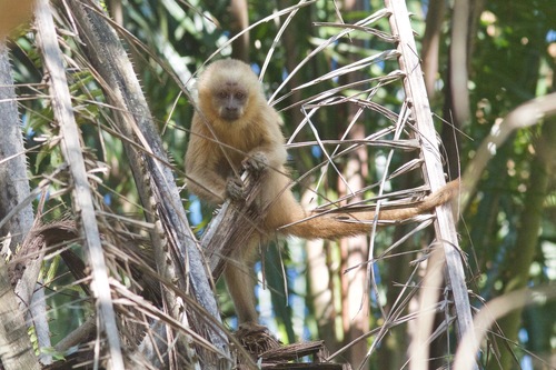 Blonde Capuchin