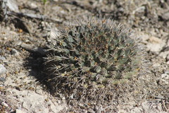 Mammillaria meiacantha