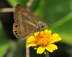 Timochreon satyrus