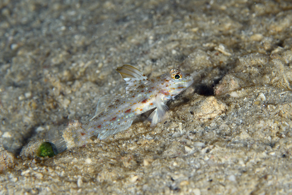 Blacktip Sandgoby