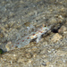 Blacktip Sandgoby - Photo (c) terence zahner, some rights reserved (CC BY-NC), uploaded by terence zahner