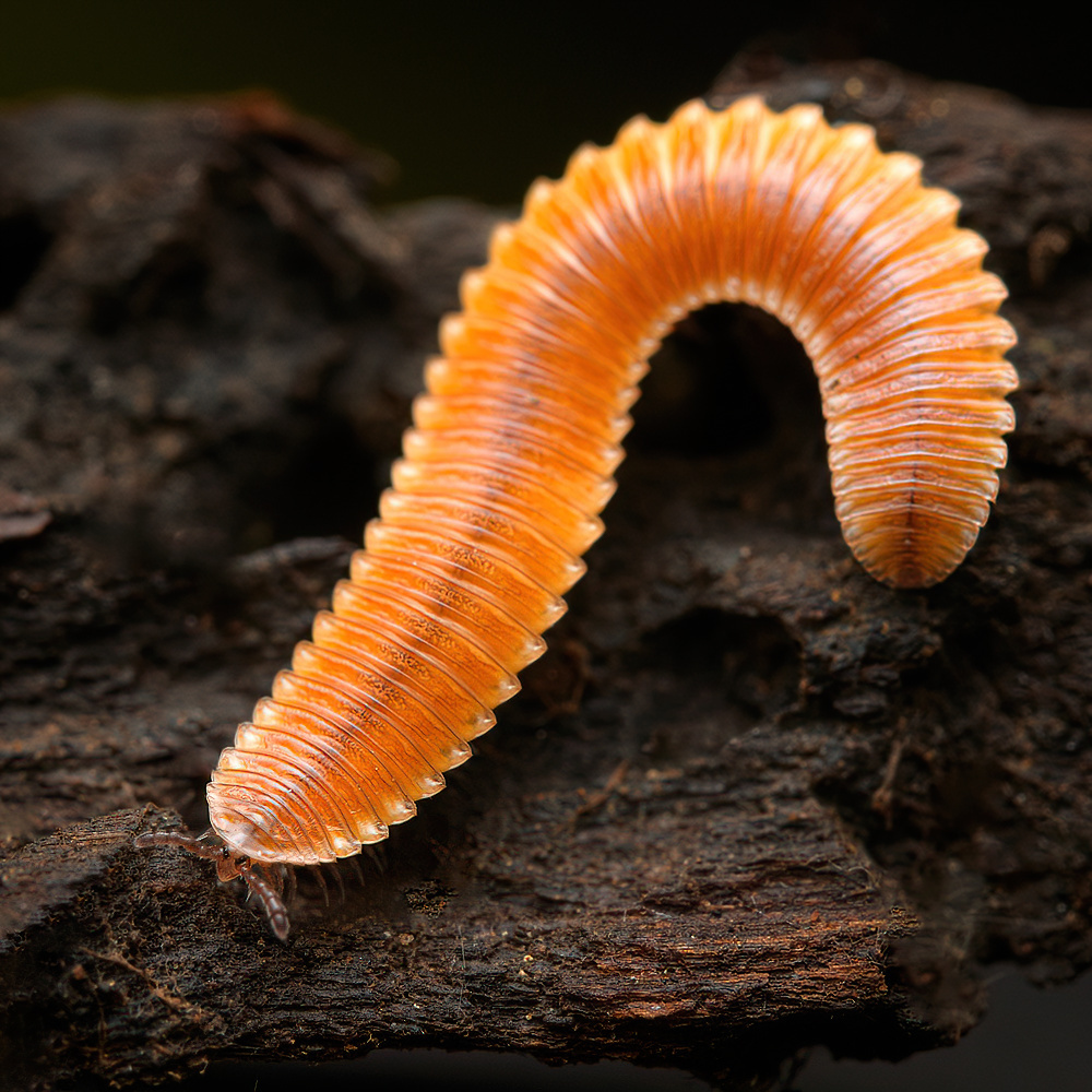 Octomena Octoglena from Sierra County, CA, USA on March 28, 2023 at 11:38 AM by ...