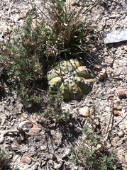 Astrophytum asterias