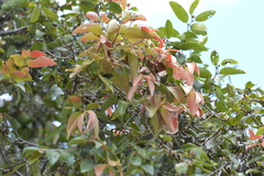 Diospyros sandwicensis