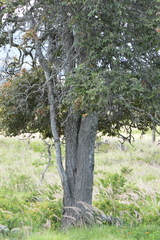 Diospyros sandwicensis