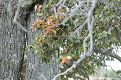 Diospyros sandwicensis