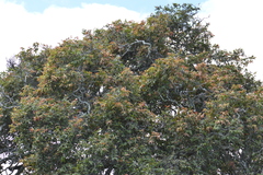 Diospyros sandwicensis