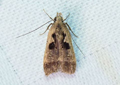 Dichomeris setosella