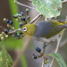 Northeastern Silvereye - Photo (c) Steve Murray, some rights reserved (CC BY-NC), uploaded by Steve Murray