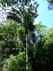 Oenocarpus distichus