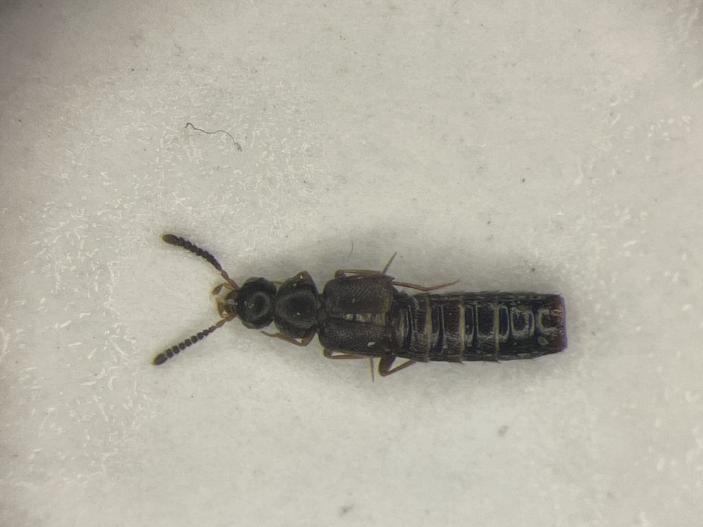 Leptusa carolinensis