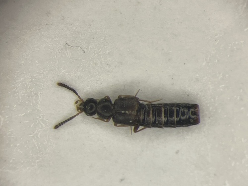 Leptusa carolinensis