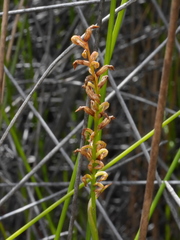Genoplesium pumilum