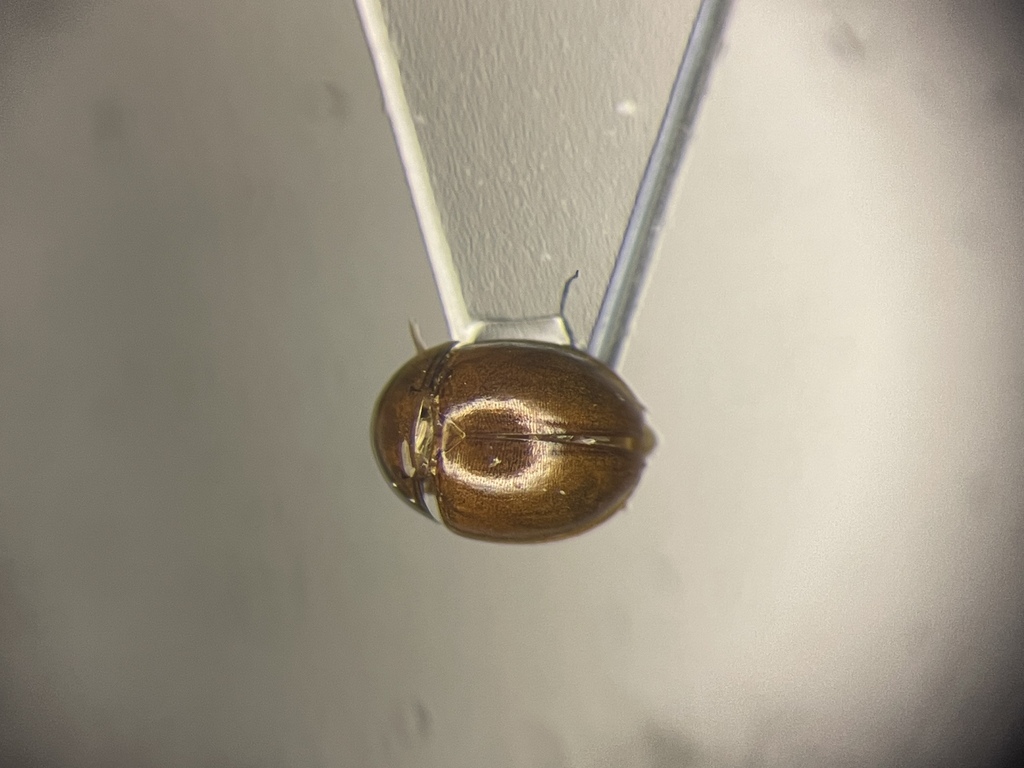 Colenis impunctata