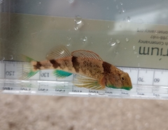 Blenny Darter photo 5