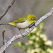 Zosterops lateralis chloronotus - Photo (c) Steve Murray, alguns direitos reservados (CC BY-NC), uploaded by Steve Murray