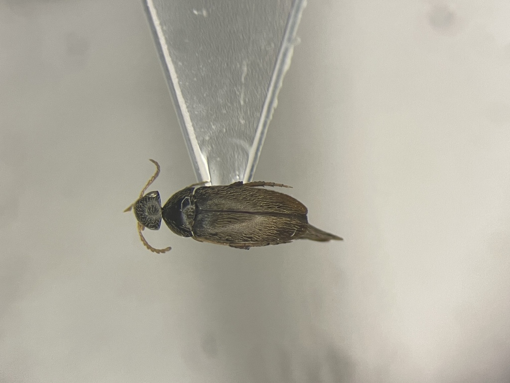 Mordellistena fuscata