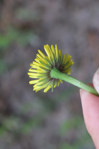 Image of Helenium drummondii by no rights reserved
