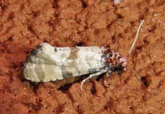 Platphalonidia lavana