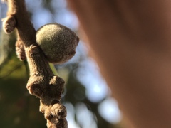 Disholcaspis simulata