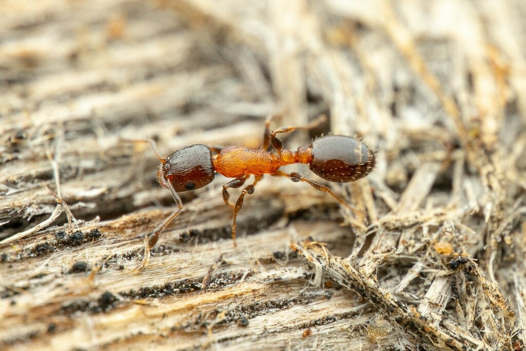 Acorn Ants
