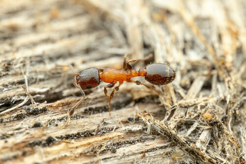 Temnothorax emmaeTemnothorax emmae