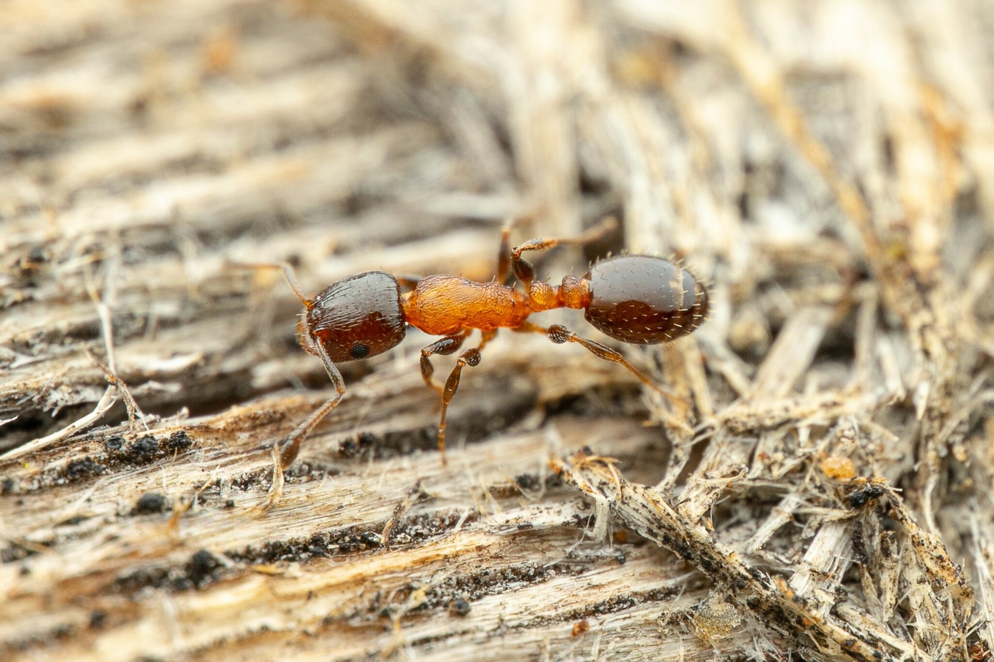 Temnothorax emmae