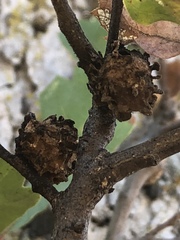 Burnettweldia corallina