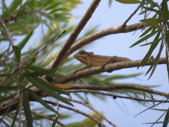 Trioceros bitaeniatus