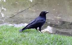 Corvus corone