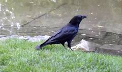 Corvus corone