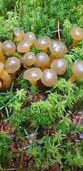 Leotia lubrica image