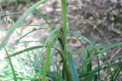 Carex lambertiana
