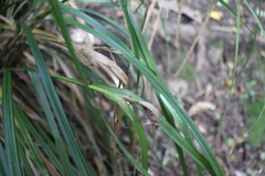Carex lambertiana