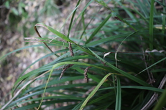 Carex lambertiana
