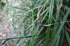 Carex lambertiana