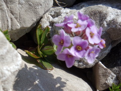 Noccaea rotundifolia