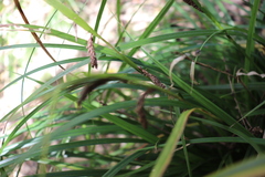 Carex lambertiana