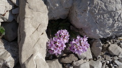 Noccaea rotundifolia