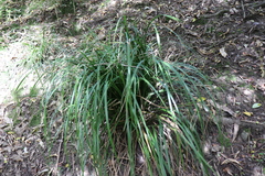 Carex lambertiana