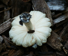 Tricholoma pardinum
