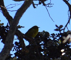 Chlorodrepanis virens virens