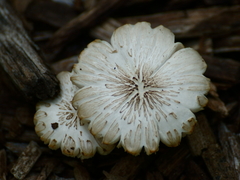 Tricholoma pardinum