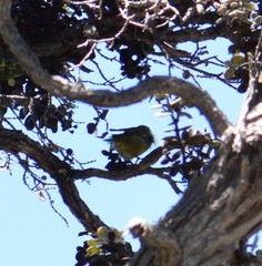 Chlorodrepanis virens virens