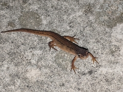 Lissotriton