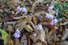 Cyclamen hederifolium