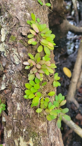 Specklinia grobyi image