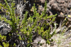 Coprosma ernodeoides